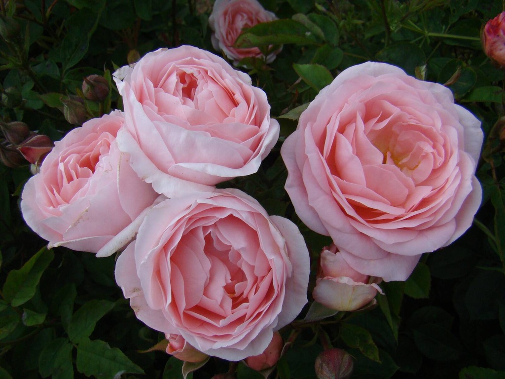 Maria Teresa | Lens Roses